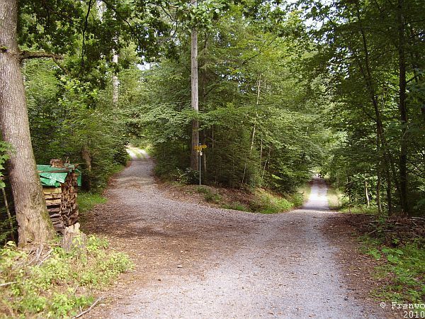 Schöner Waldweg bei Jona