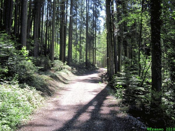 Waldweg, angenehm kühl