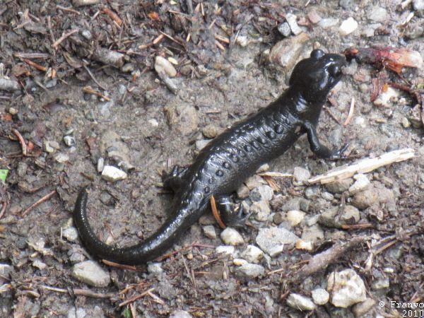 Der Bergsalamander kreuzt den Weg