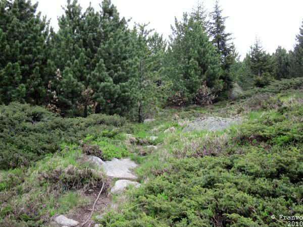 schöner Waldweg
