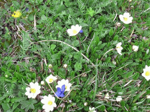Frühingsblumen