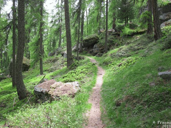 Arvenwald, hier kamen die Fundamente Venedigs her
