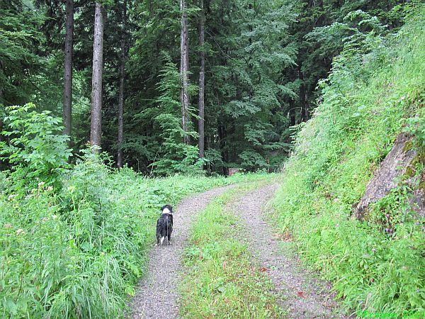Güterweg zur Alp Bützel