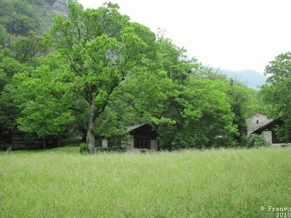 typischer Kastanienwald