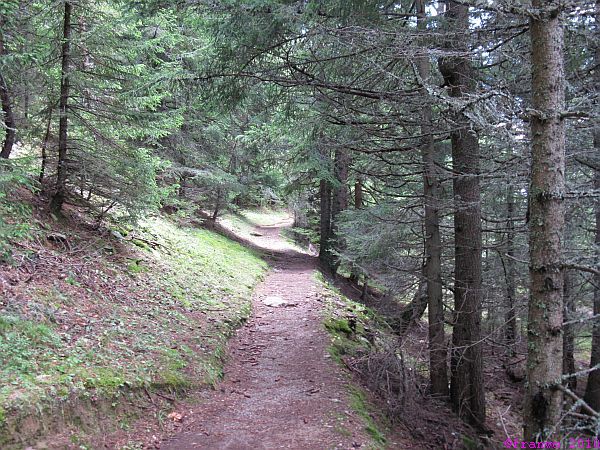 Waldweg steil hinauf nach San Romerio