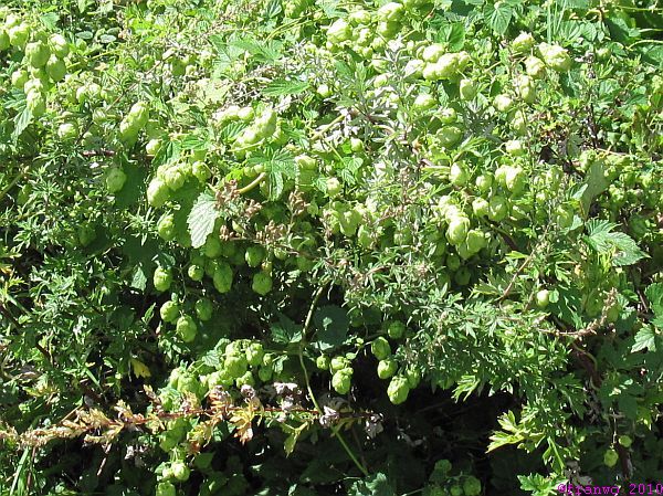 wilder Hopfen