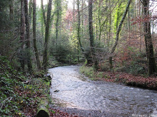 mäandernder Waldfluss
